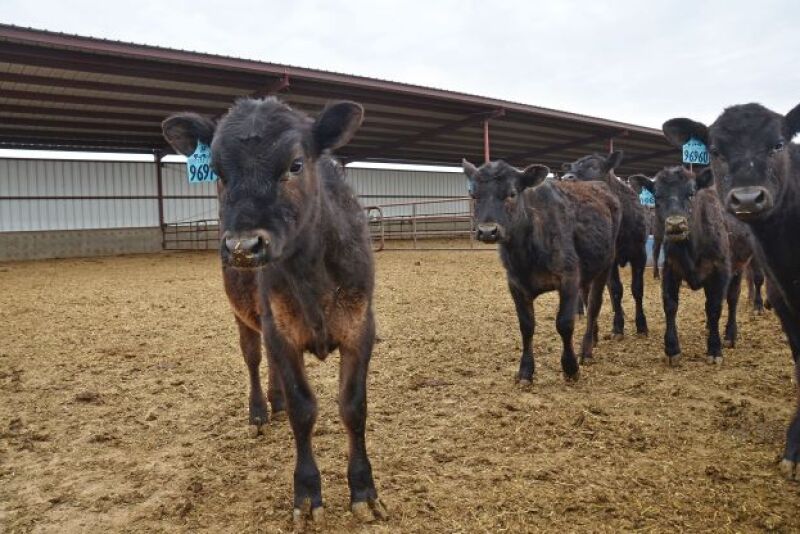 New Electrolyte Options Available For Beef and Dairy Cattle - Bovine Vet