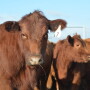 BT_Red_Angus_Heifers