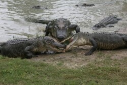 Alligators