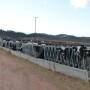 DT_Holstein_Heifers_Colorado.JPG