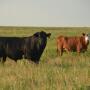An Angus bull and a crossbred cow grazing on pasture. 
