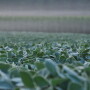 A biodiesel plant in Iowa shut down recently.