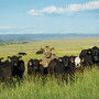 cattle