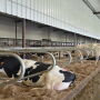 Cow resting in freestalls.