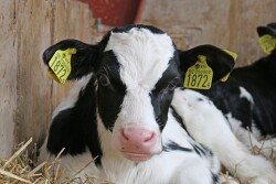 holstein-calf-840.jpg