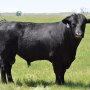 Black Angus bull