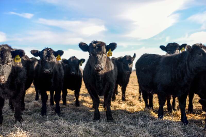 Weaned calves.jpg