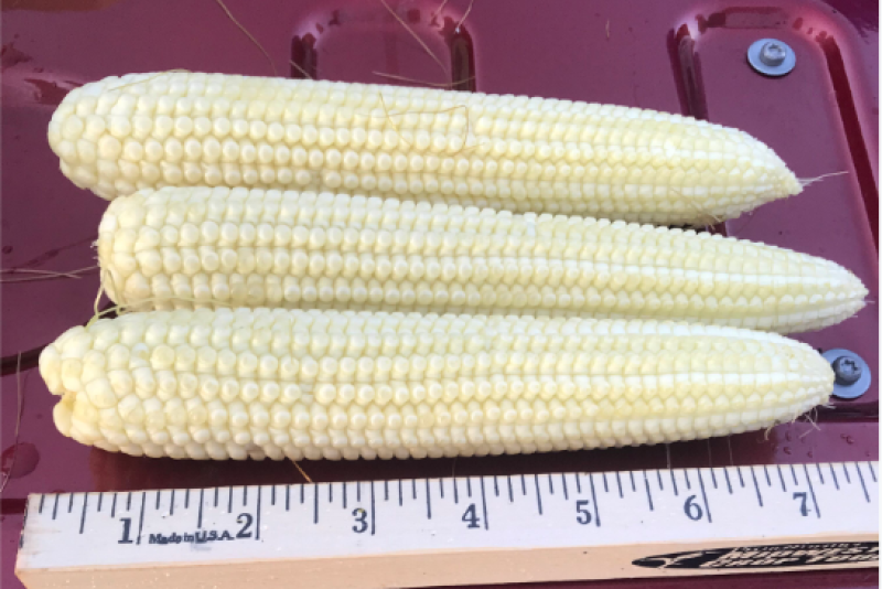 The crop in South Dakota is immature compared to a 'normal' year. Scouts are worried about tip-back.