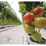 March and April should be good months for Divine Flavor LLC, says Michael DuPuis, quality assurance and public relations coordinator. The company will offer roma, round, beefsteak and grape tomatoes; slicer, European and Persian cucumbers; conventional and organic bell peppers and some squash.