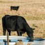 Cow drinking