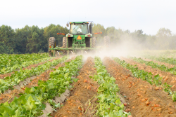Sweetpotato harvest in North Carolina