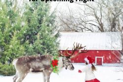 Reindeer must undergo routine vet checks before flight.