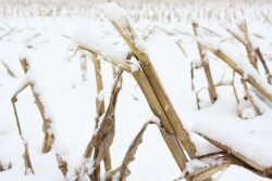 Dow Inc. and New Energy Blue have announced a long-term supply agreement to produce bio-based ethylene from renewable ag residues, specifically corn stover.