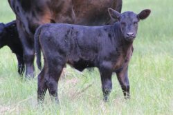Angus_Calf_Nebraska