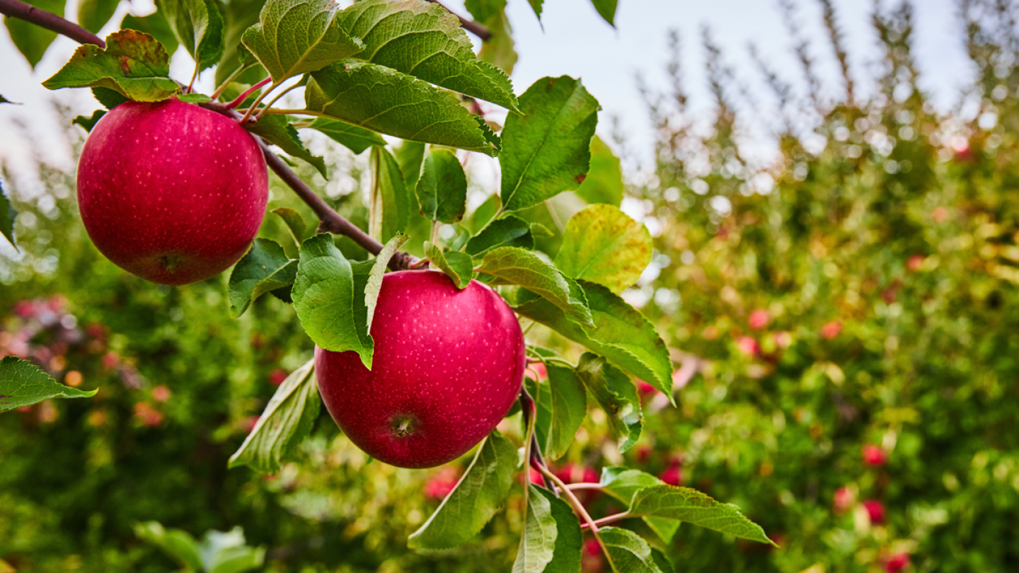 Early harvest estimate for Washington apples shows a return to normal ...
