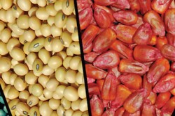 Seeds