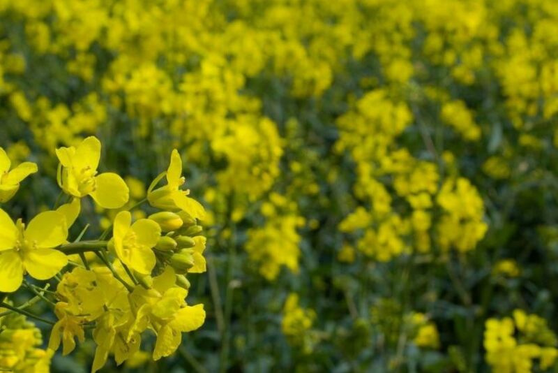 Canola