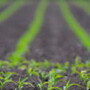 emerging_corn.jpg