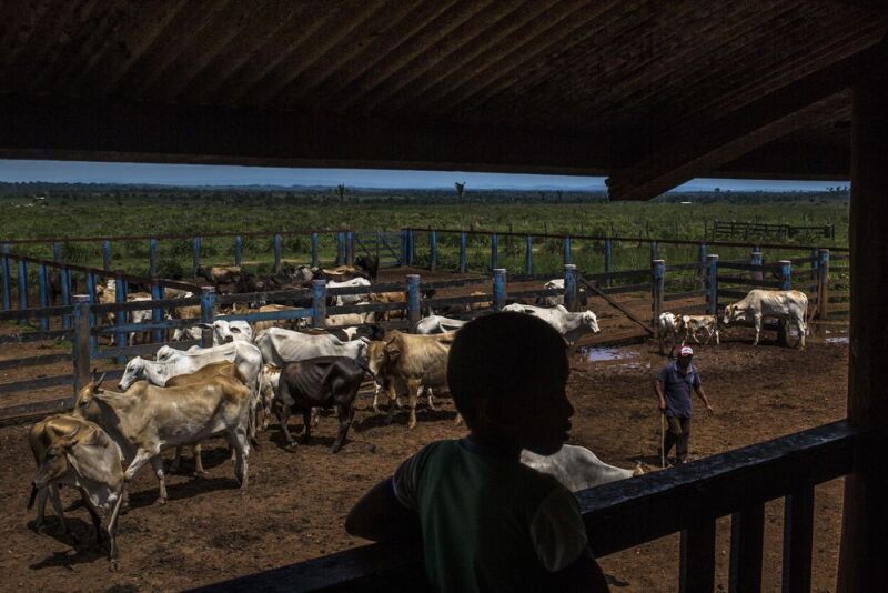 Brazil cattle