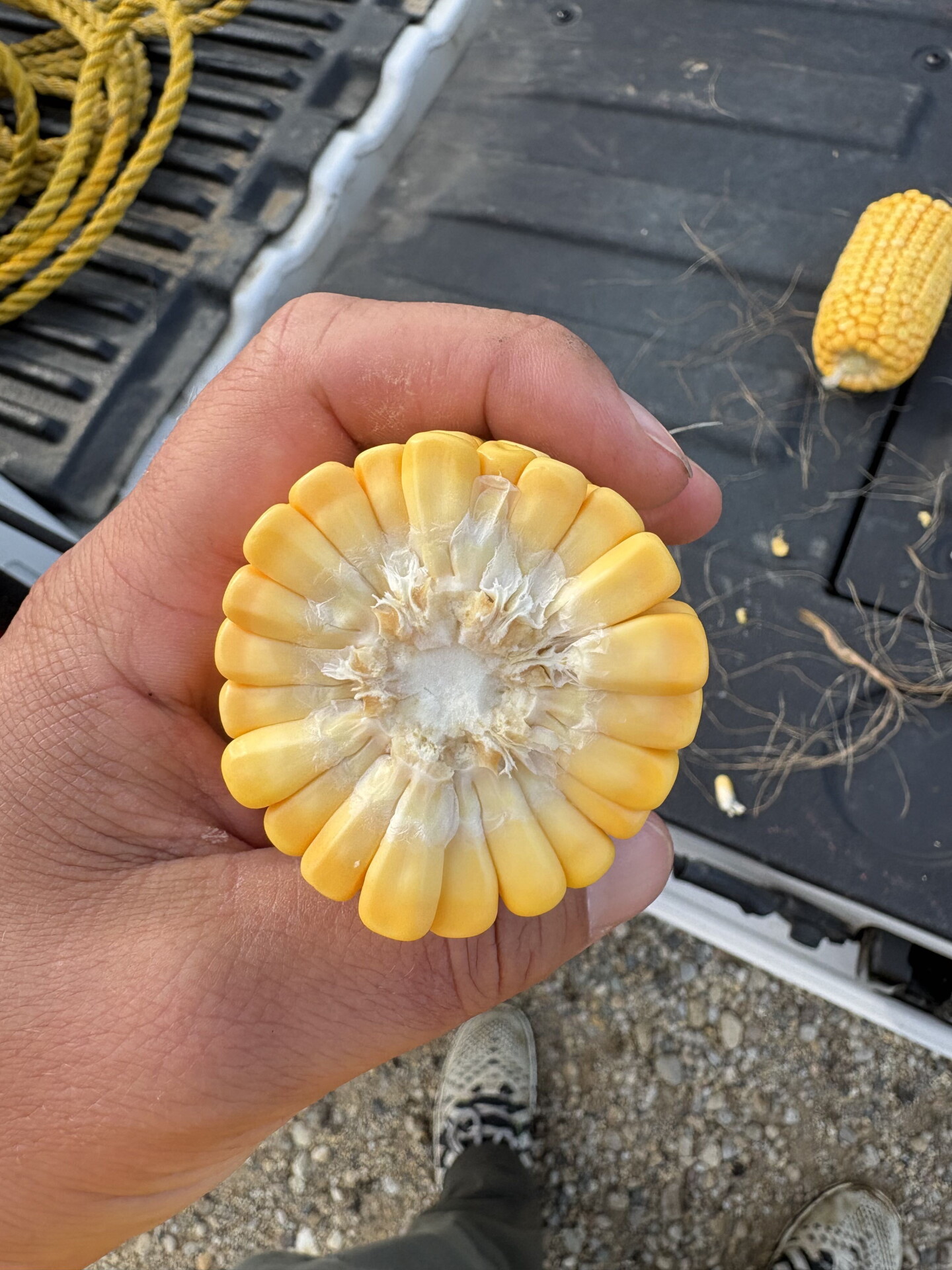 2026 Pro Farmer Crop Tour Day 3: Illinois Yields Disappoint, Iowa Corn ...