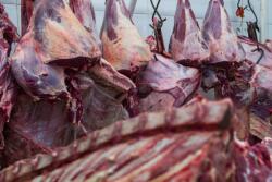 FSIS has suspended an Idaho beef packer for alleged inhumane slaughter.