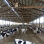 Freestall Heifers