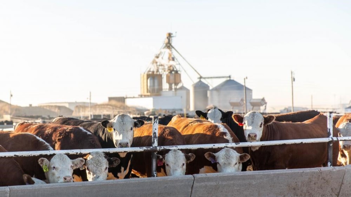 Tighter Supplies and Border Closures: A Snapshot of Today’s Cattle Feeding Industry