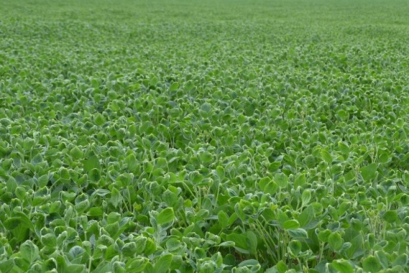 Thousands of acres of soybeans have been damaged by off target dicamba spraying.