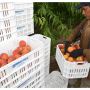 Peach harvest in Florida is expected to start near the end of March or beginning of April.