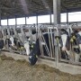 Holstein dairy heifers