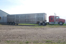 Loading pigs
