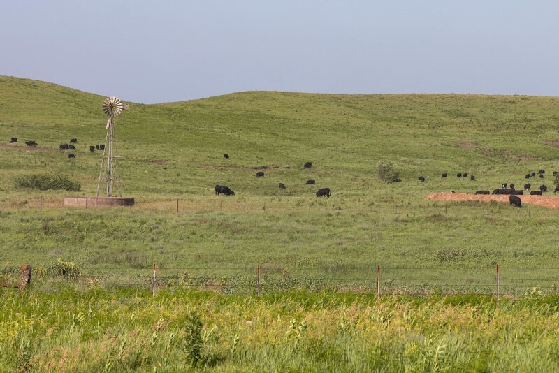 Summer grazing horzB.jpg