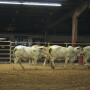 Ron Gill demonstrates challenges and skills in moving cattle. 