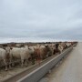 Cattle feeding margins continue to deteriorate.