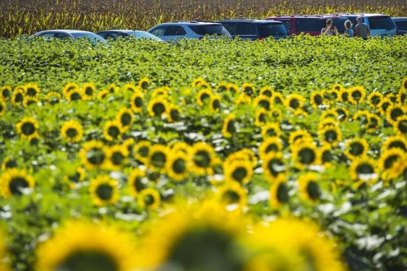sunflowers
