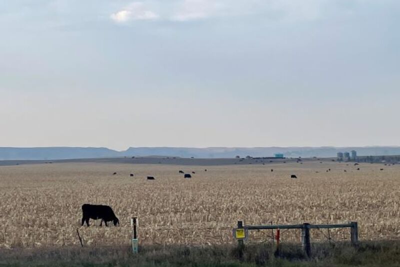 Grazing cornstalks