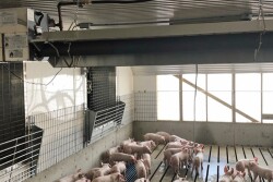 Pigs under tube heaters in a barn.