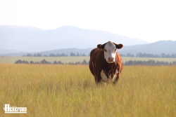 Hereford cow