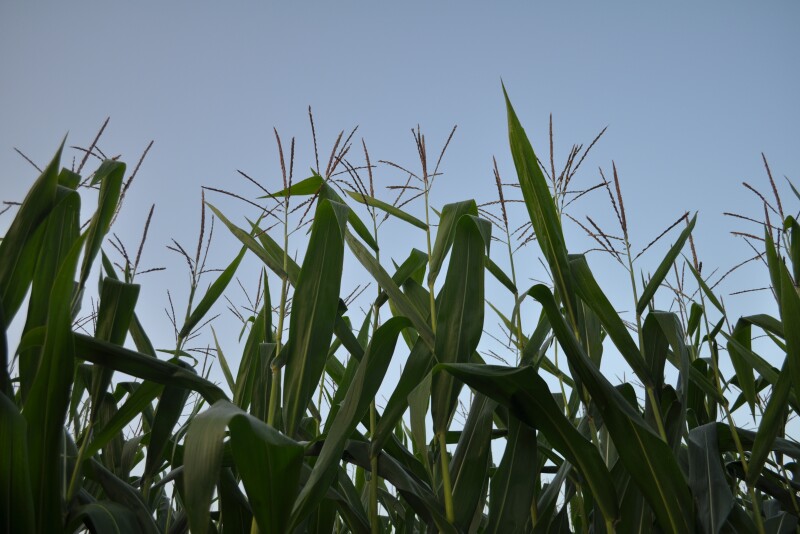 John Phipps says the recent pattern of coping with crop reports resembles the famous Kubler Ross Stages of Grieving. Beginning with denial, we work our way through anger, bargaining, depression, and finally acceptance. 