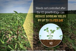 Tough broadleaf weed escapes stand out in a field of Missouri soybeans.