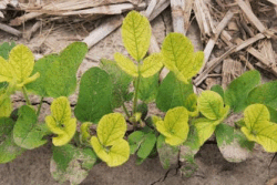 Iron_chlorosis