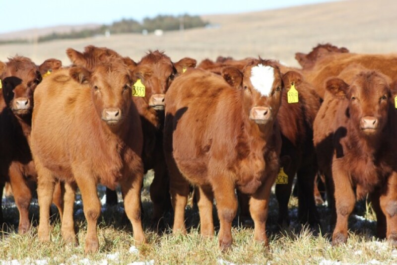 BT_Bred_Heifers