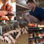 PORKtober Collage
