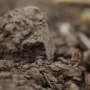 nebraska-soil-close