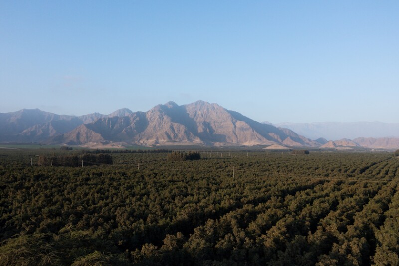 Viru avocado groves in Peru