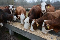 Grain feeding cows