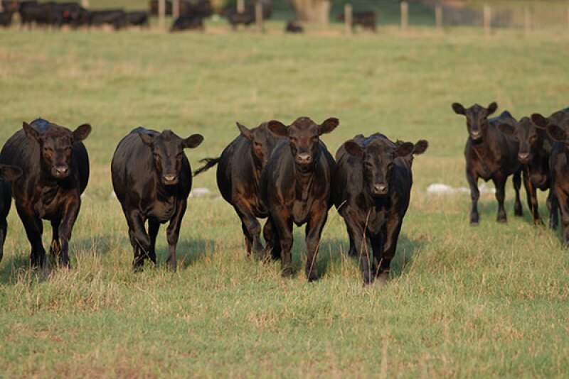 Angus calves