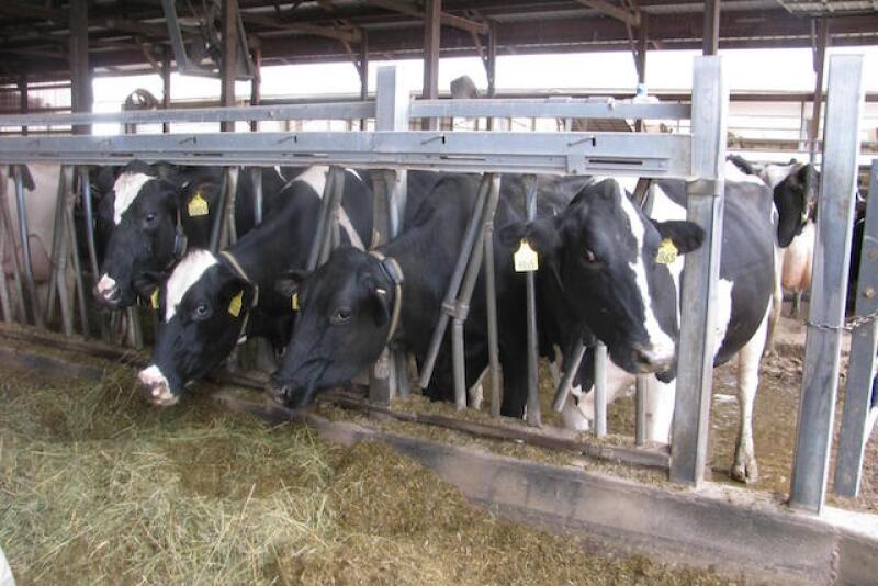 Never sacrifice cow comfort when deciding whether to retrofit a robotic milker into an existing barn or building new. 