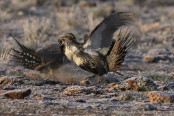 Greater Sage Grouse