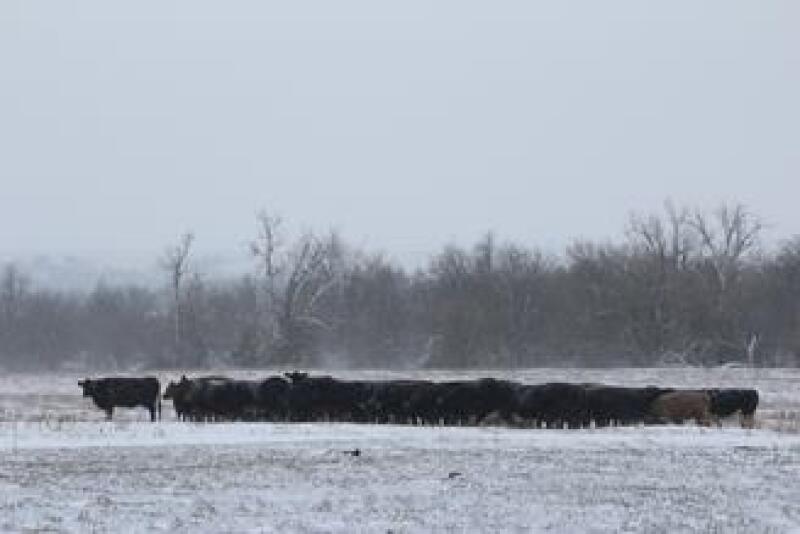 Winter Feeding